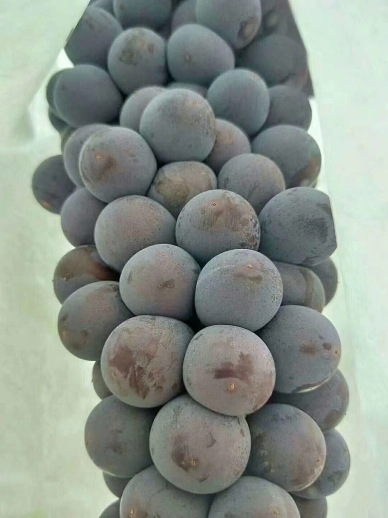 精品陆地红提大量供应，质量杠杠的，车随到随装
