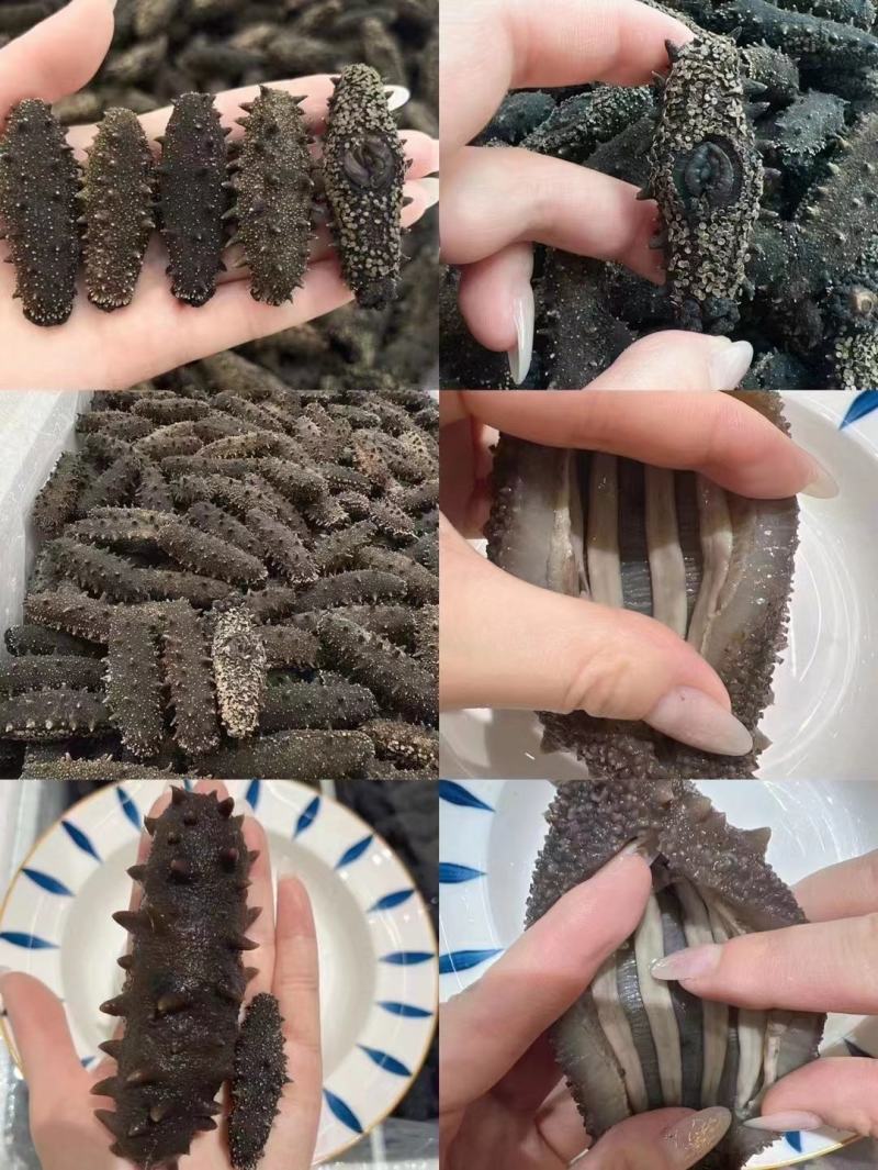 淡干海参精品辽参淡干海参干货各类规格无糖无料微冻工艺