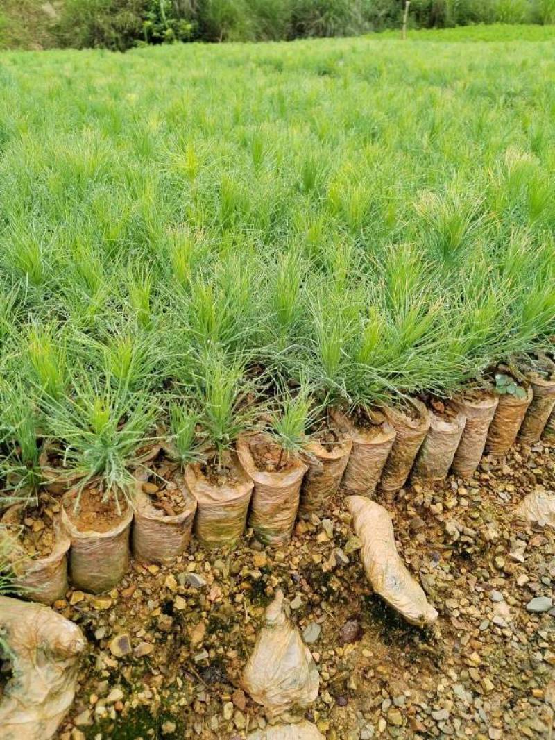 优质云南松、云南松苗、基地直发，质量保证，量大从优