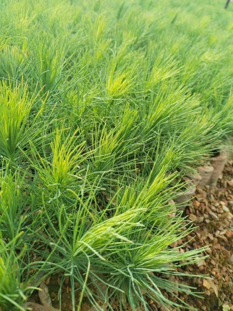 优质云南松、云南松苗、基地直发，质量保证，量大从优