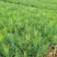 优质云南松、云南松苗、基地直发，质量保证，量大从优