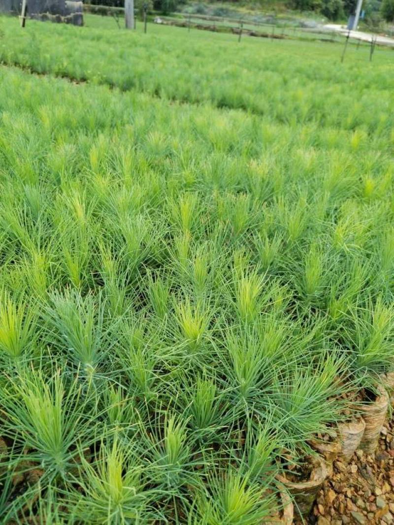 优质云南松、云南松苗、基地直发，质量保证，量大从优