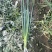 精品黑葱，四季葱，可长期供应，保证品质质量