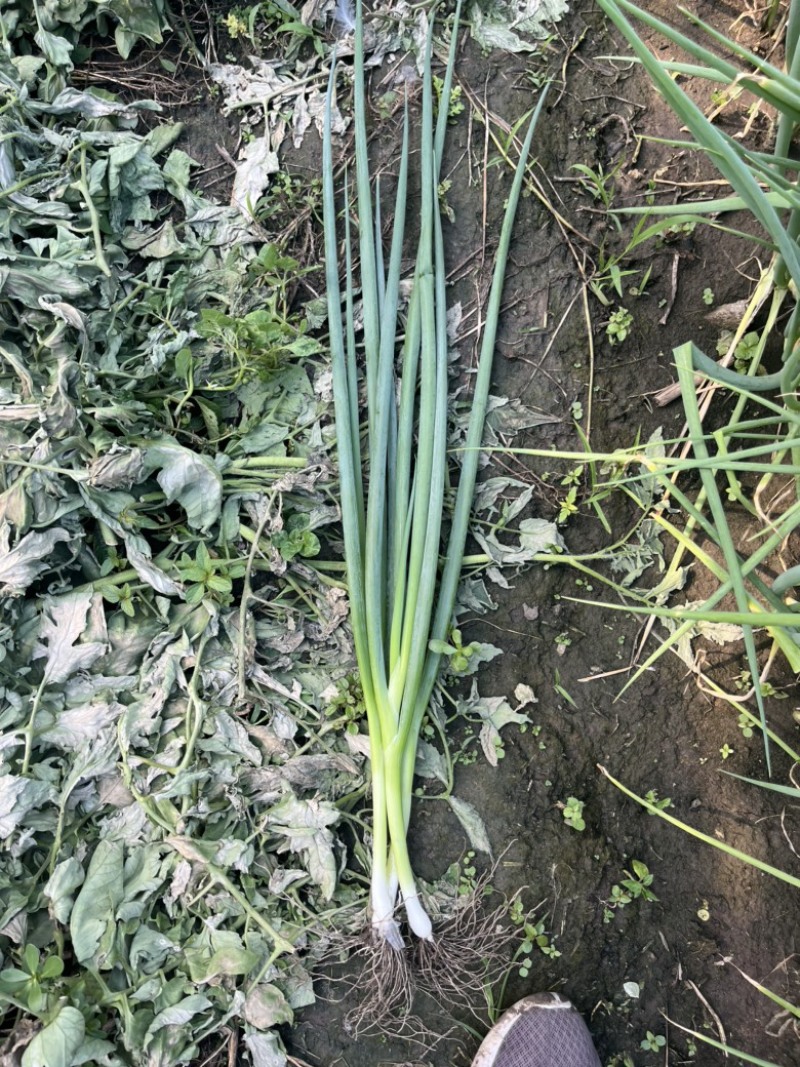 精品黑葱，四季葱，可长期供应，保证品质质量