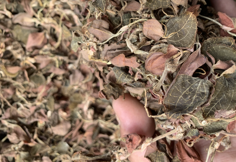 金线莲林下种植金线莲仿野生金线莲