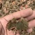 金线莲林下种植金线莲仿野生金线莲
