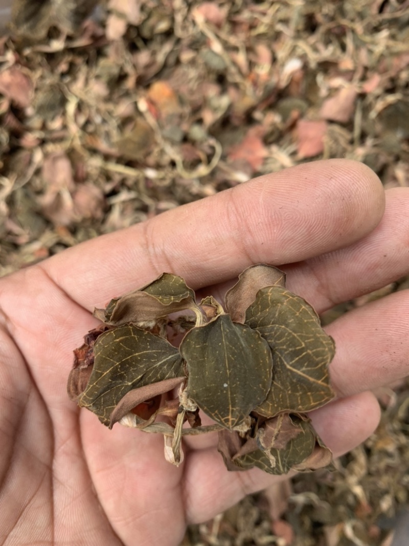 金线莲林下种植金线莲仿野生金线莲