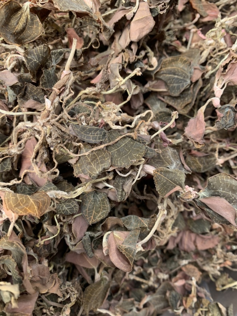 金线莲林下种植金线莲仿野生金线莲