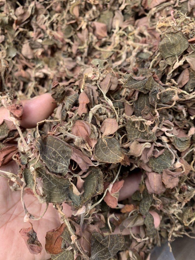 金线莲林下种植金线莲仿野生金线莲
