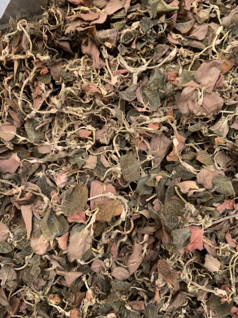 金线莲林下种植金线莲仿野生金线莲