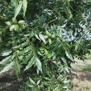 碧根果苗