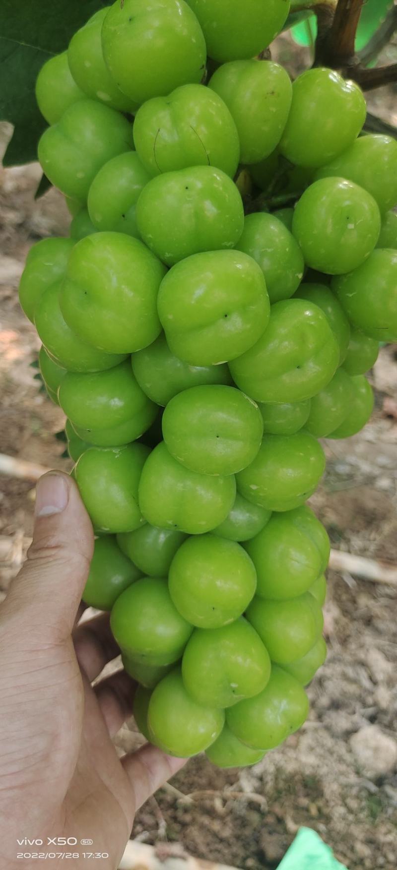 阳光玫瑰