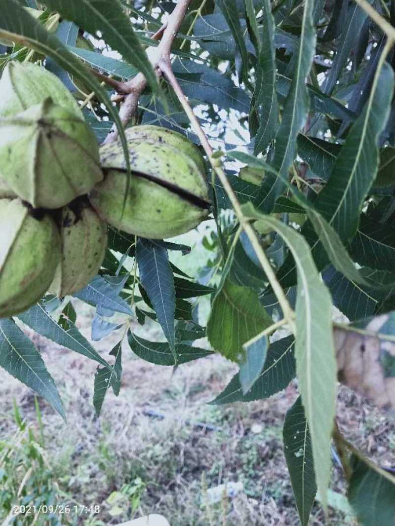 碧根果苗