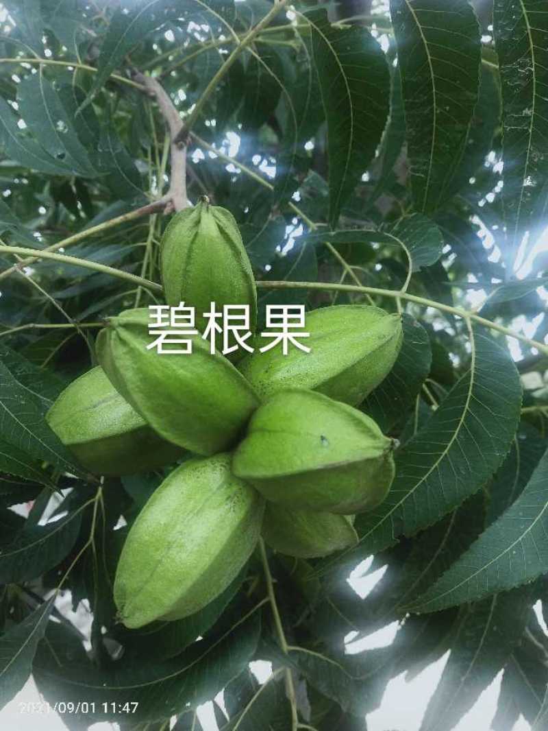 碧根果苗