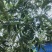 碧根果苗