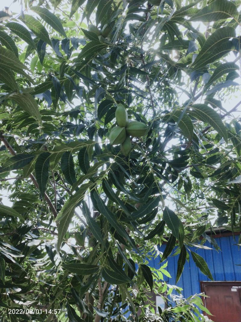 碧根果苗