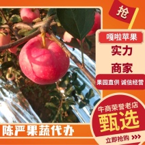 苹果，嘎啦苹果大量上市个大皮毛亮口感脆甜大量供应货源充足