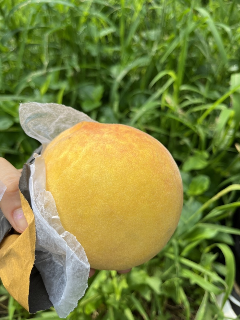 黄金密3号也可一件代发