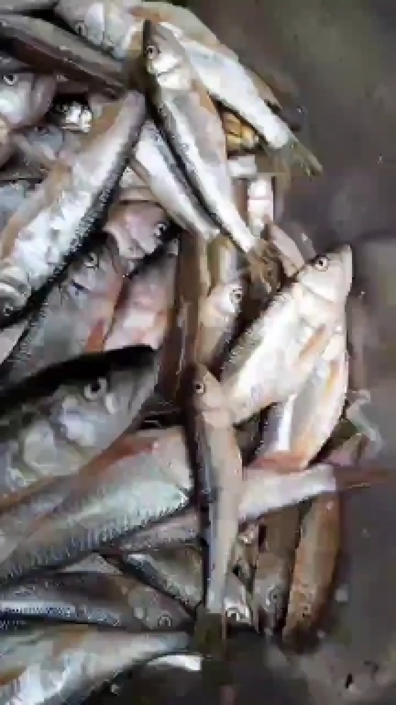 白鱼小嘴马口