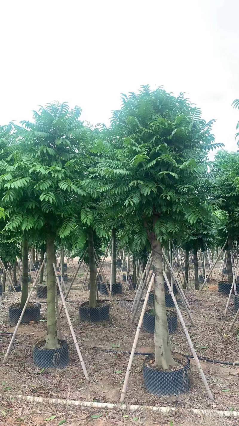 仁面子8-12-15-18分各种规格大量现货供应价钱优势