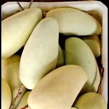 百色特级金煌，