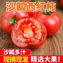 四川米易大红精品硬粉西红柿大量上市中，弧三以上货源充足