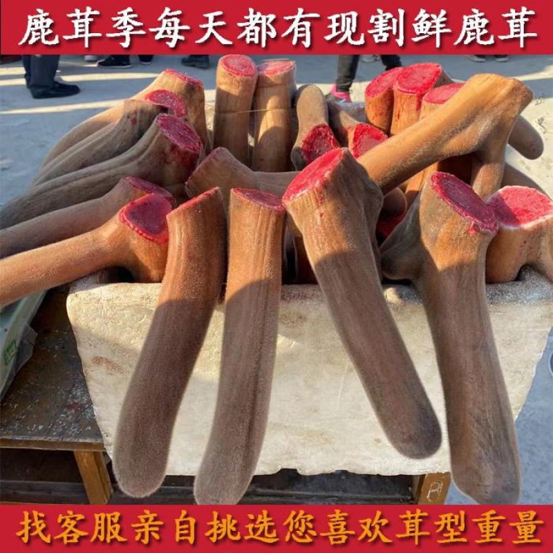梅花鹿鲜鹿茸头茬二杠鹿茸100克到800克之间客服