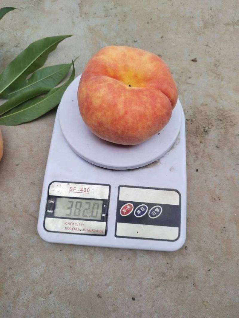 黄金蟠桃，个头大，果味香甜