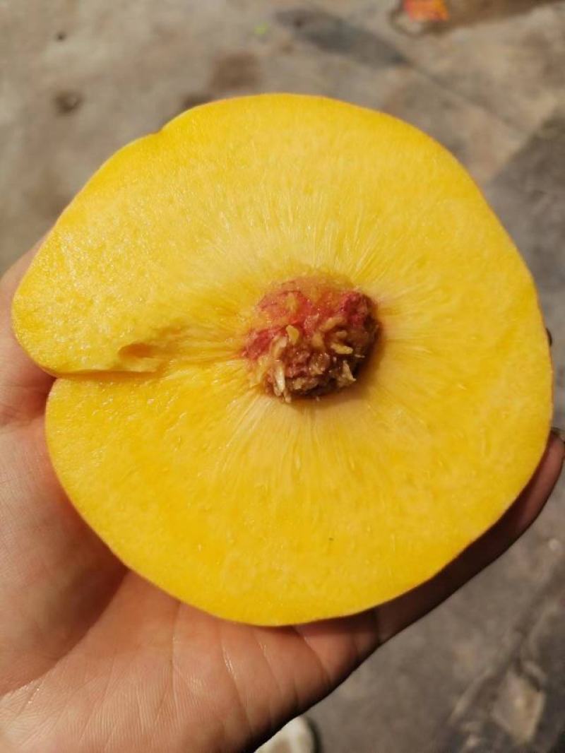 黄金蟠桃，个头大，果味香甜