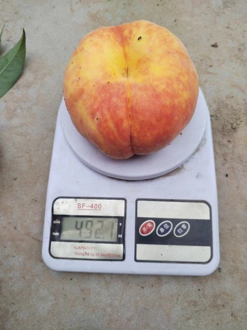黄金蟠桃，个头大，果味香甜