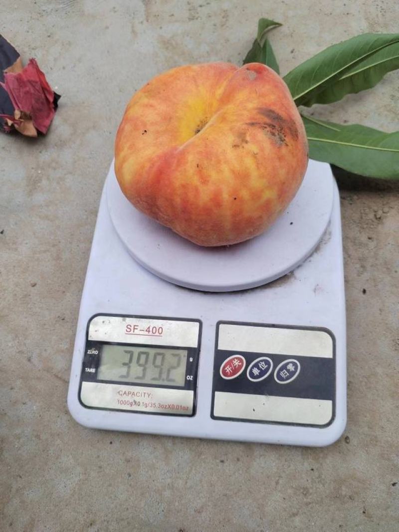 黄金蟠桃，个头大，果味香甜