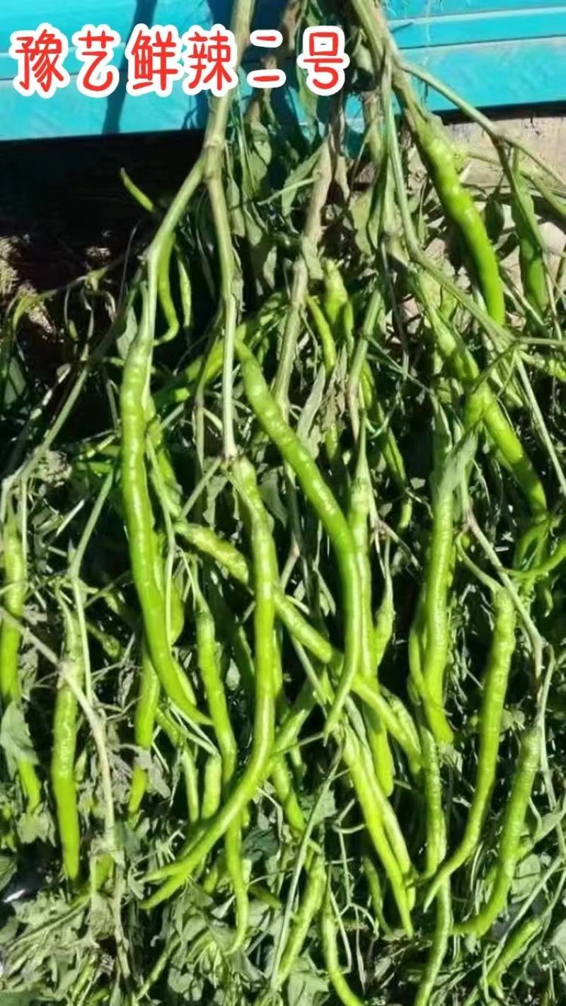 豫艺鲜辣二号早熟黄绿皮线椒种子几乎节节有果抗病性强抗逆性