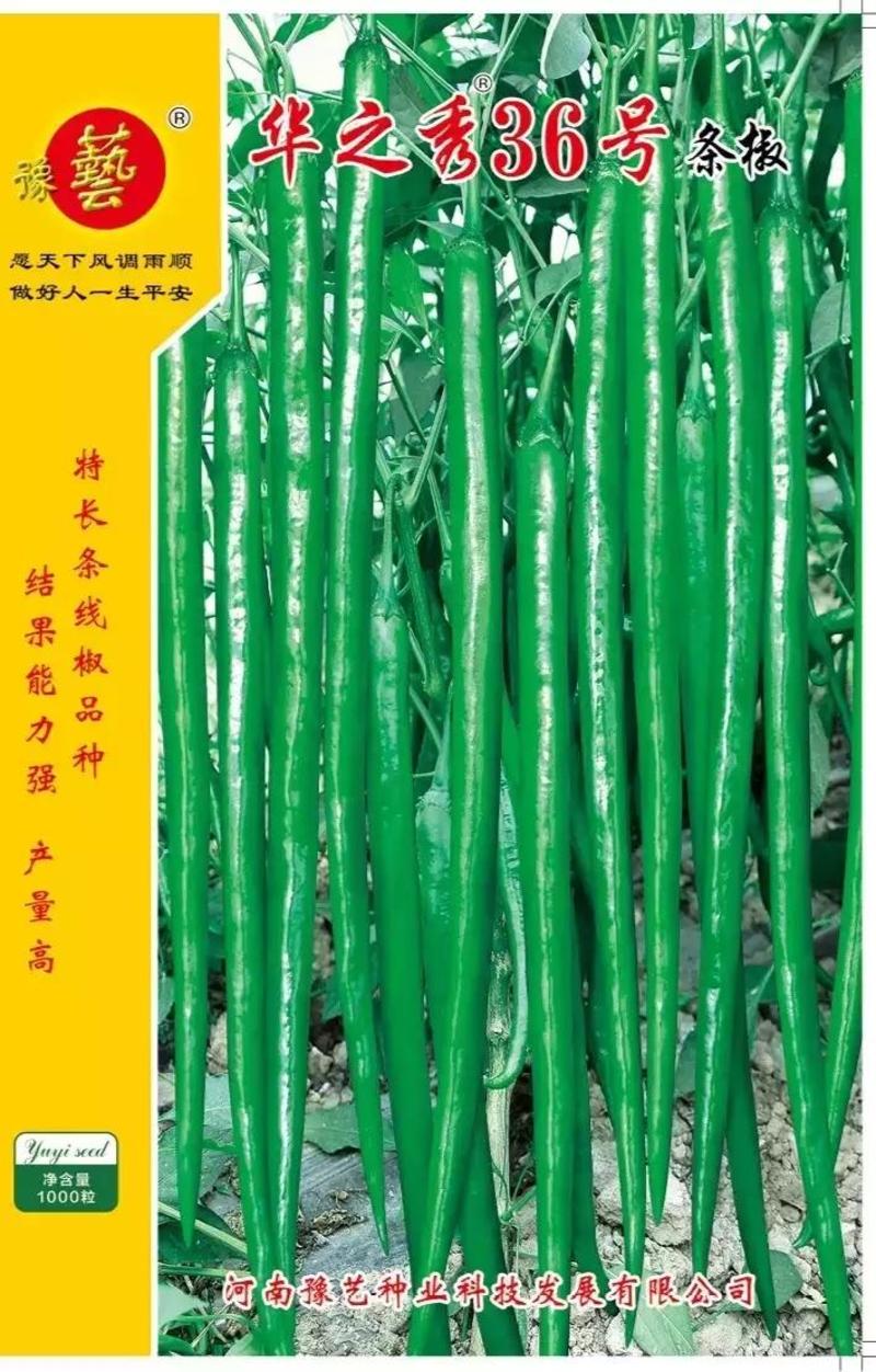 豫艺鲜辣二号早熟黄绿皮线椒种子几乎节节有果抗病性强抗逆性