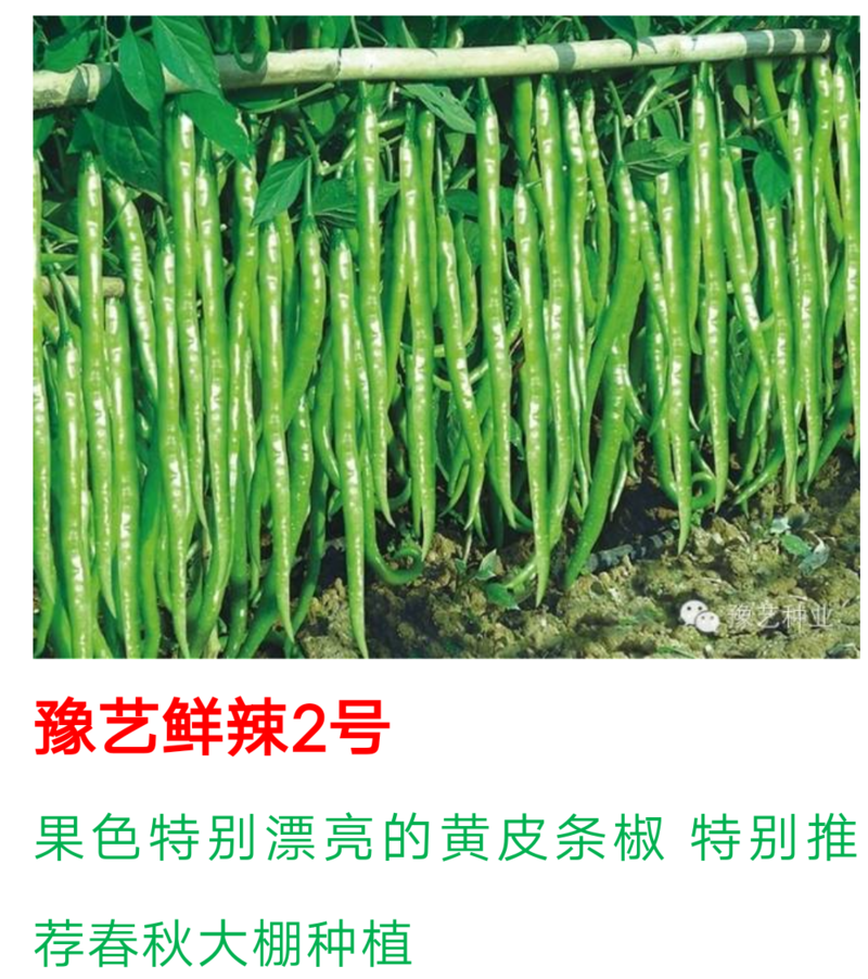 豫艺鲜辣二号早熟黄绿皮线椒种子几乎节节有果抗病性强抗逆性