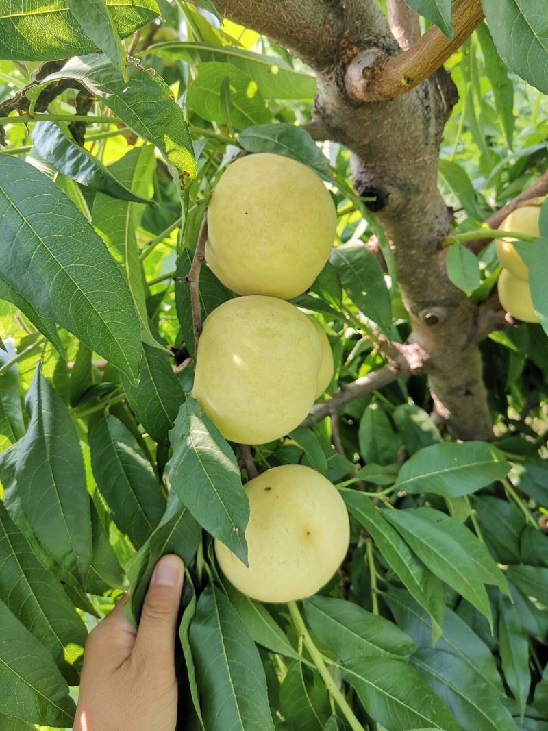 《优选》河北万亩白如玉桃子基地直供，新鲜应季毛桃全国发货