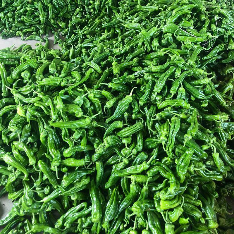 湖北芜湖椒，薄皮椒，线椒，各种辣椒品类，价格美丽欢迎来电