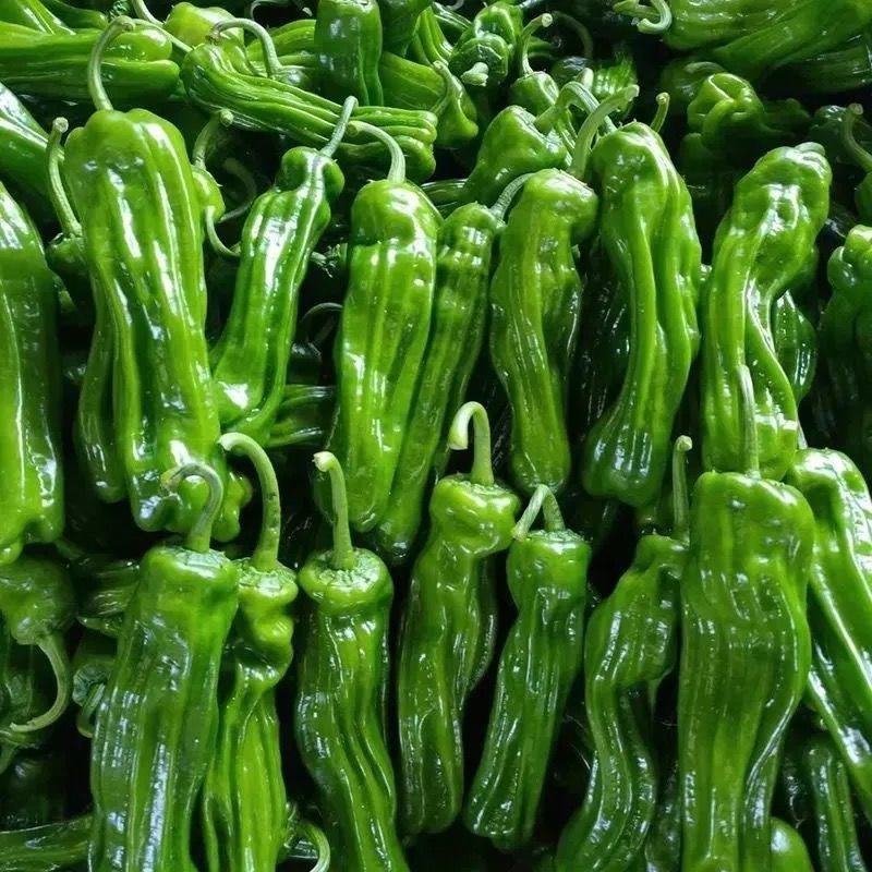 湖北芜湖椒，薄皮椒，线椒，各种辣椒品类，价格美丽欢迎来电