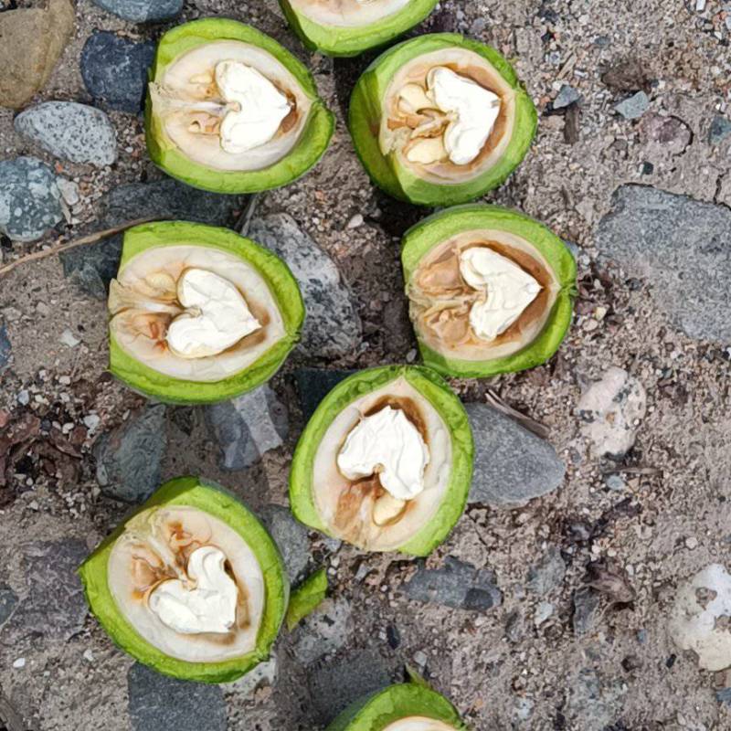 新疆核桃/青皮核桃/核桃185大量上市，欢迎看货
