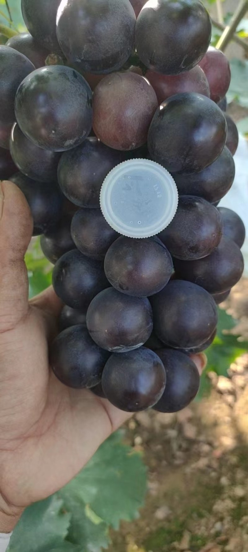 河北卢龙县玫瑰香葡萄货源充足，全国发货，基地直供