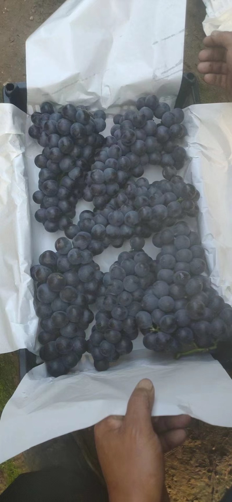 河北卢龙县玫瑰香葡萄货源充足，全国发货，基地直供
