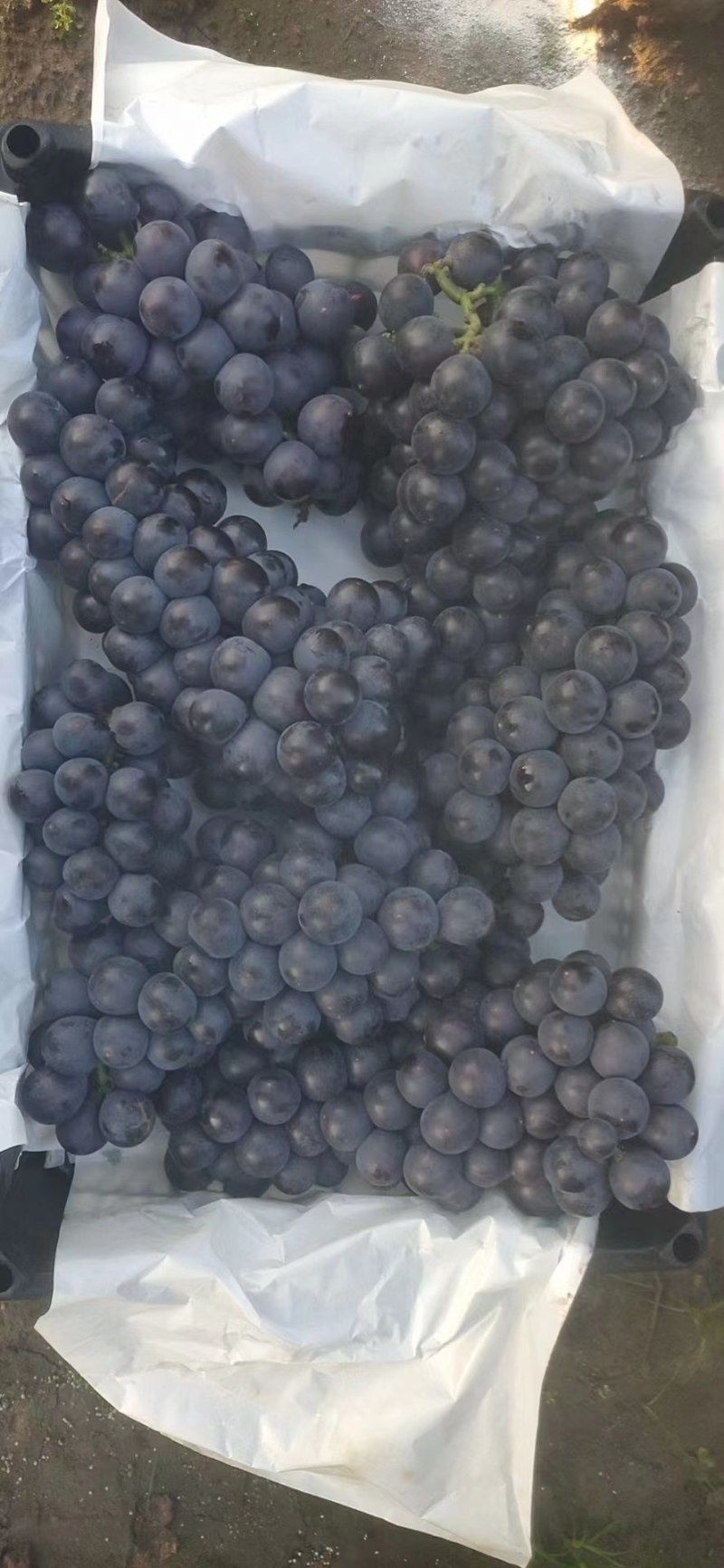 河北卢龙县玫瑰香葡萄货源充足，全国发货，基地直供