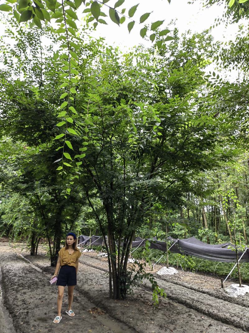 自产自销精品原丛生红榉树