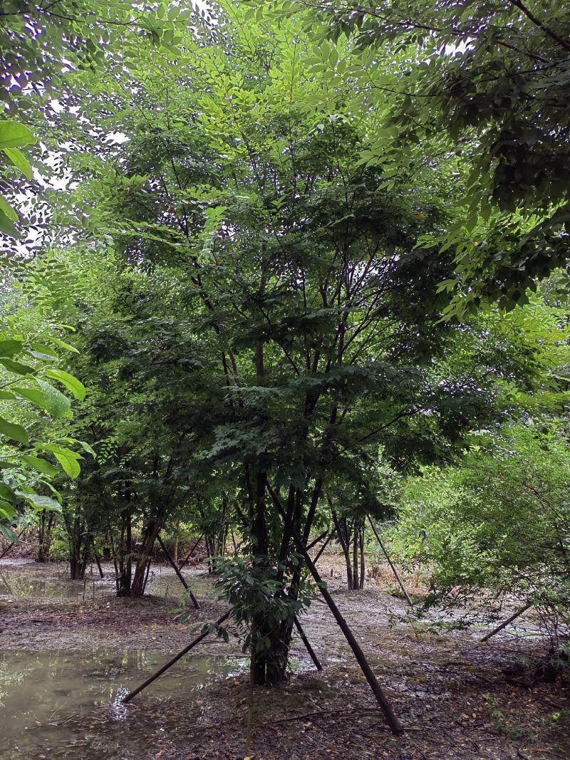自产自销精品原丛生红榉树