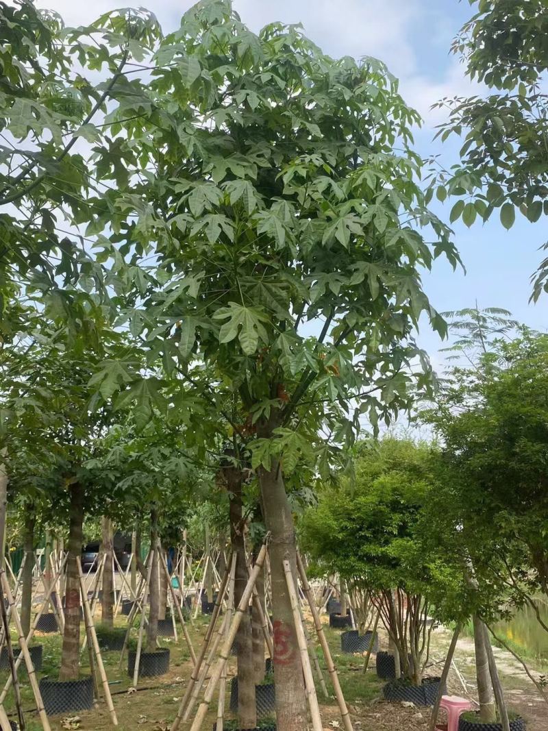 澳洲火焰木12-15-18分各种规格大量现货供应