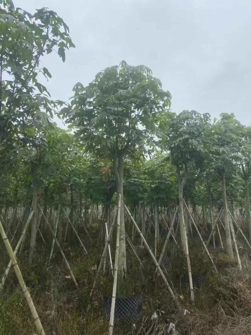 澳洲火焰木12-15-18分各种规格大量现货供应
