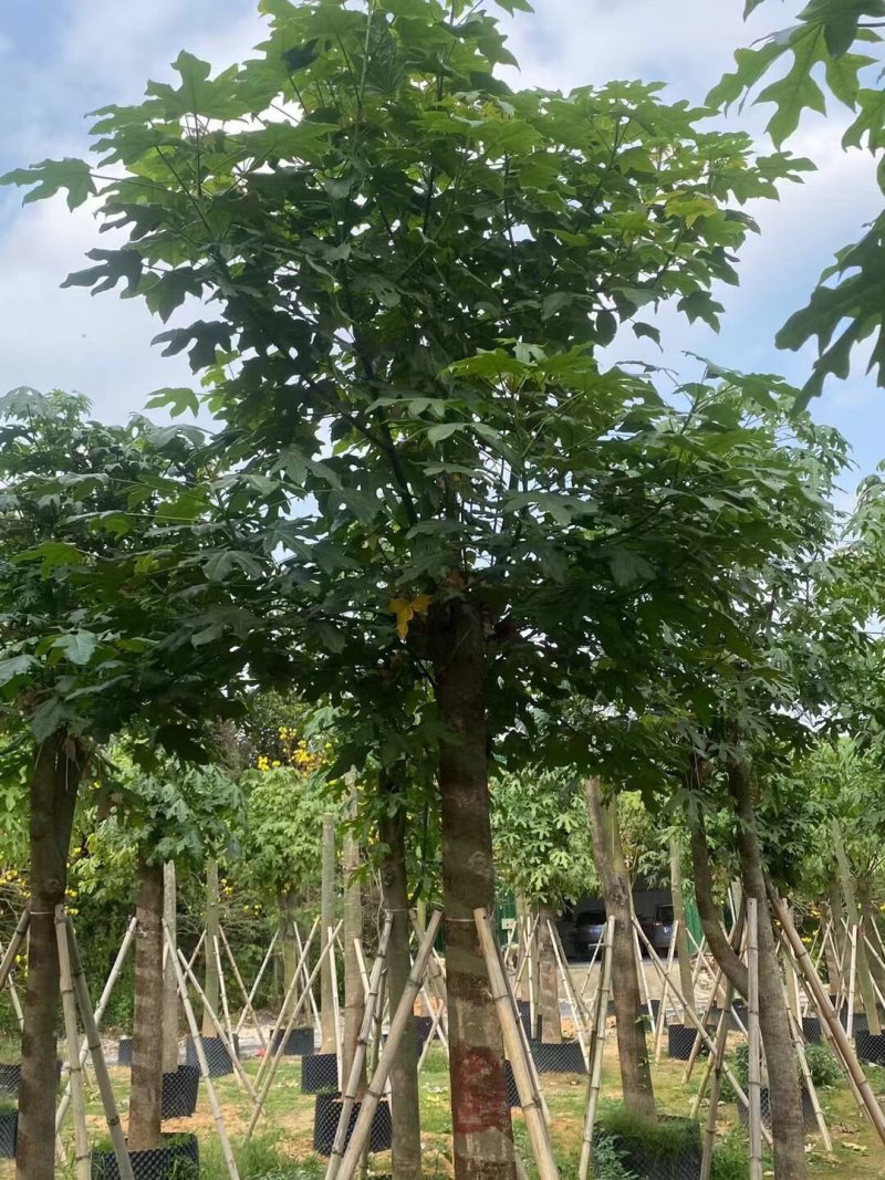 澳洲火焰木12-15-18分各种规格大量现货供应
