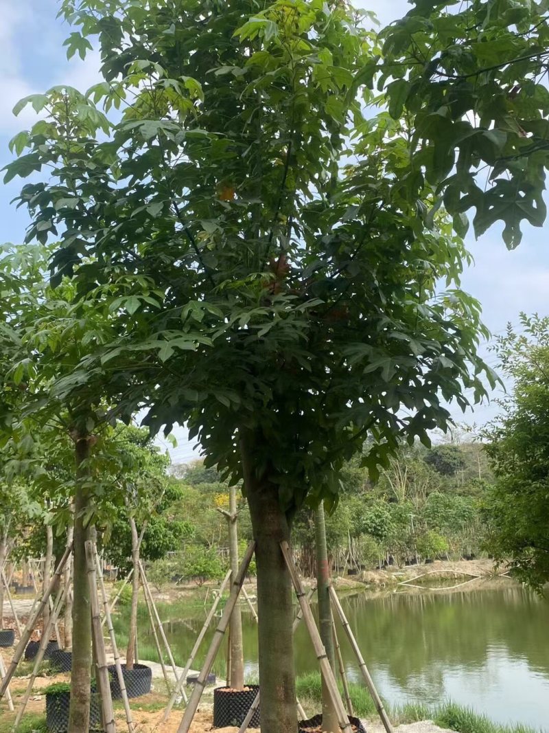 澳洲火焰木12-15-18分各种规格大量现货供应