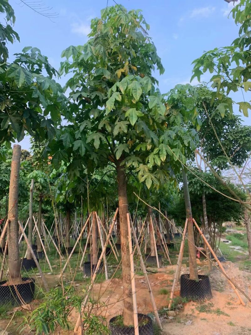 澳洲火焰木12-15-18分各种规格大量现货供应