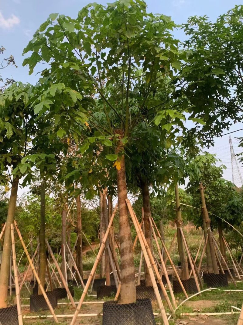 澳洲火焰木12-15-18分各种规格大量现货供应
