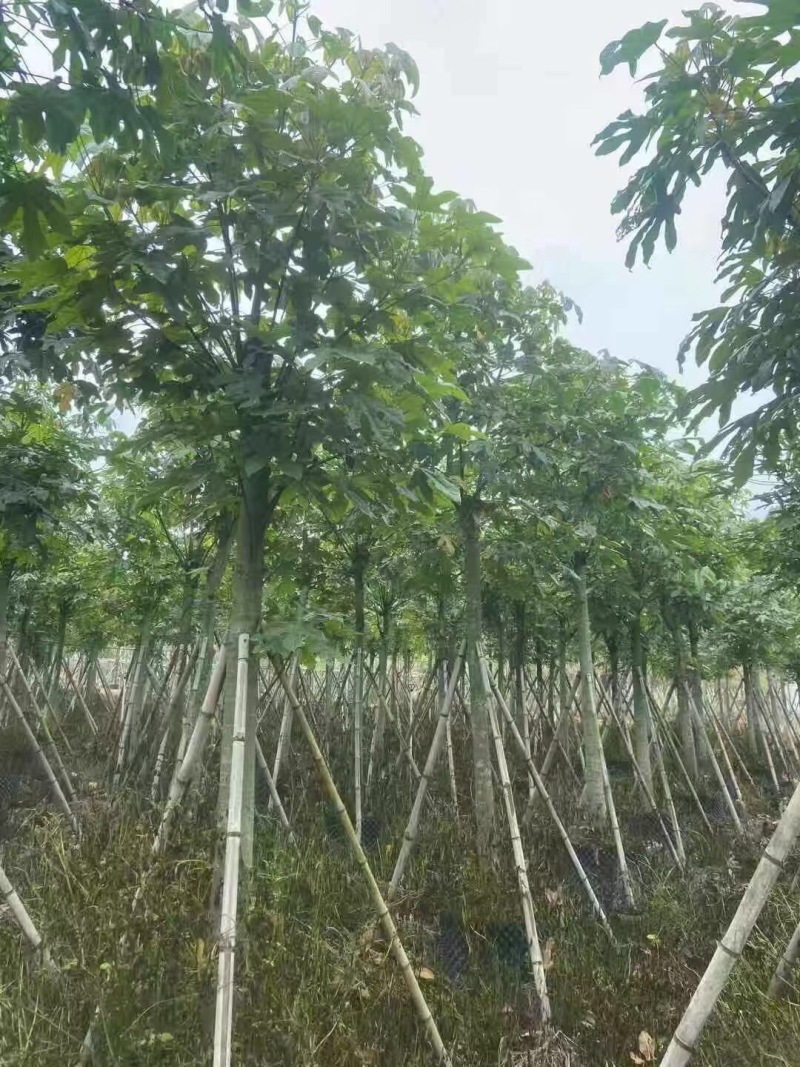 澳洲火焰木12-15-18分各种规格大量现货供应